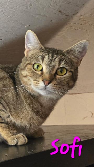 Enlarge Sofi, a ADOPTABLE Domestic Short Hair in Chilliwack, BC image 1/1