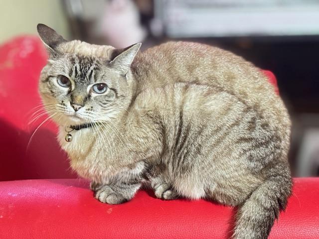 Sugar, Adoptable, Adult Female Siamese.