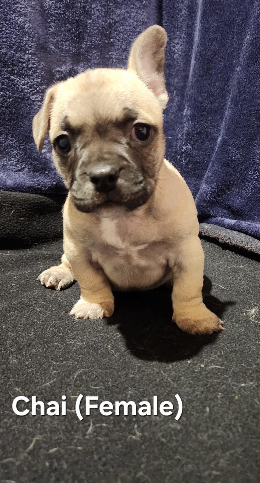 Enlarge Chai- Lacy's litter, a ADOPTABLE mixed breed in Manassas, VA image 2/3