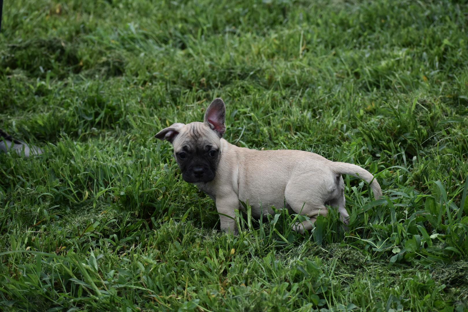 Chai- Lacy's litter, ADOPTABLE, Puppy Female French Bulldog & Pit Bull Terrier.