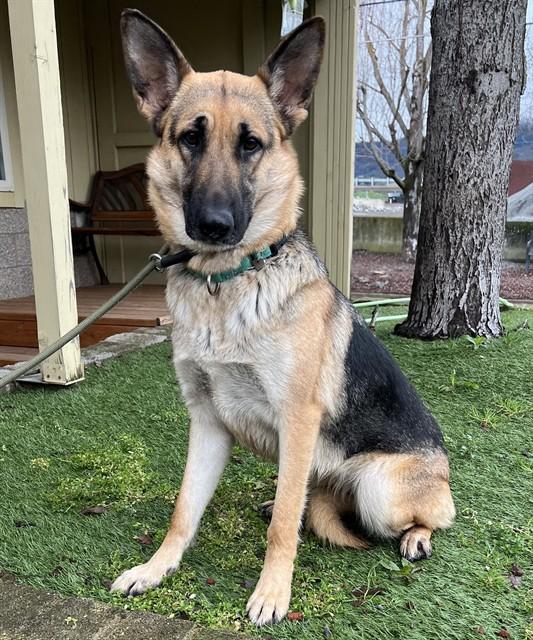 Enlarge Nessie, a ADOPTABLE German Shepherd Dog in Phoenix, OR image 1/2