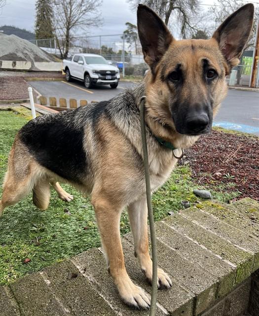 Enlarge Nessie, a ADOPTABLE German Shepherd Dog in Phoenix, OR image 2/2