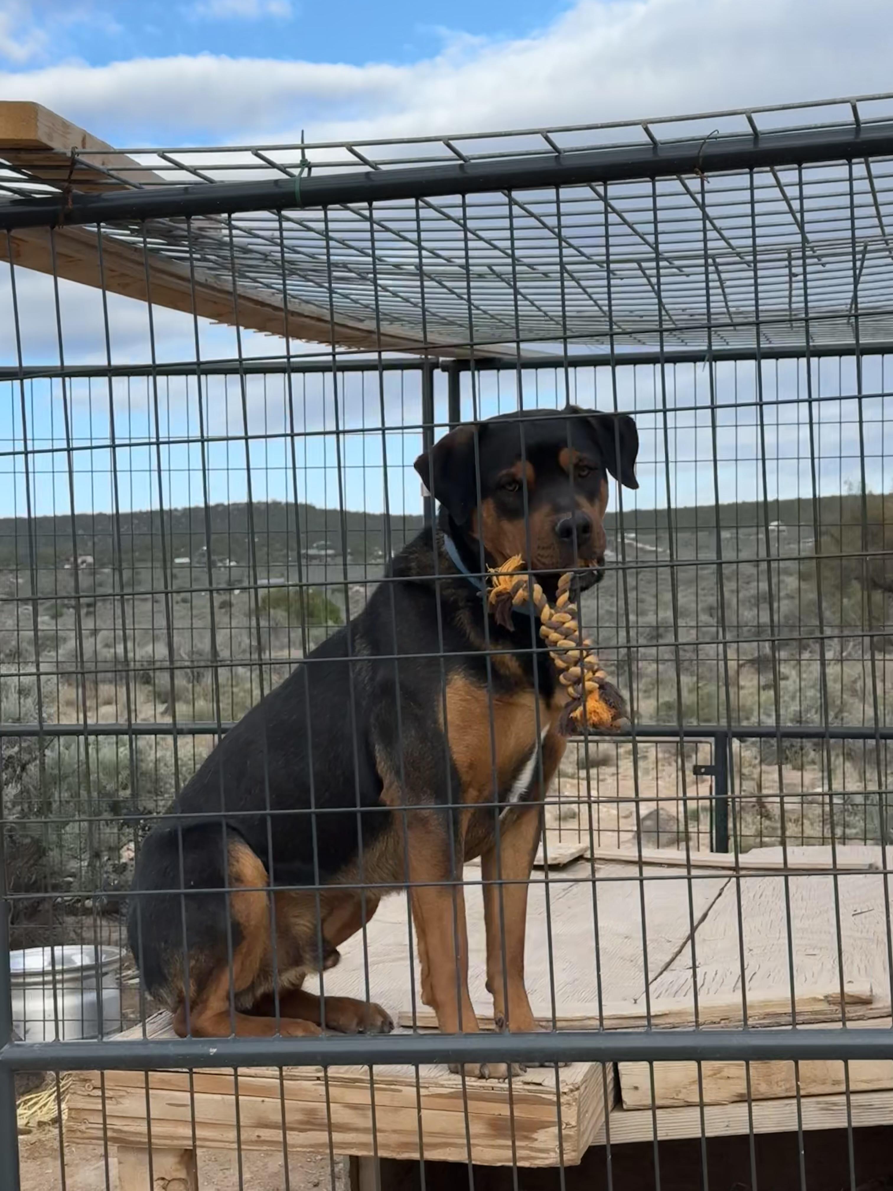 Bubba, an adoptable Rottweiler in Carson, NM, 87517 | Photo Image 2