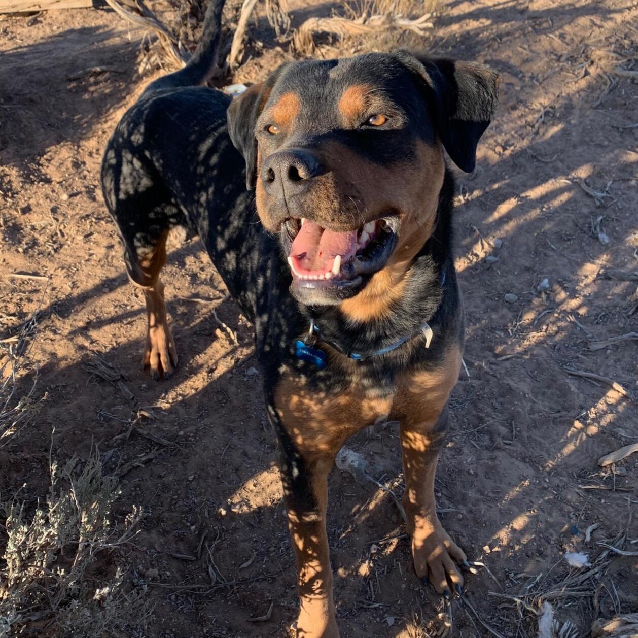 Bubba, an adoptable Rottweiler in Carson, NM, 87517 | Photo Image 1