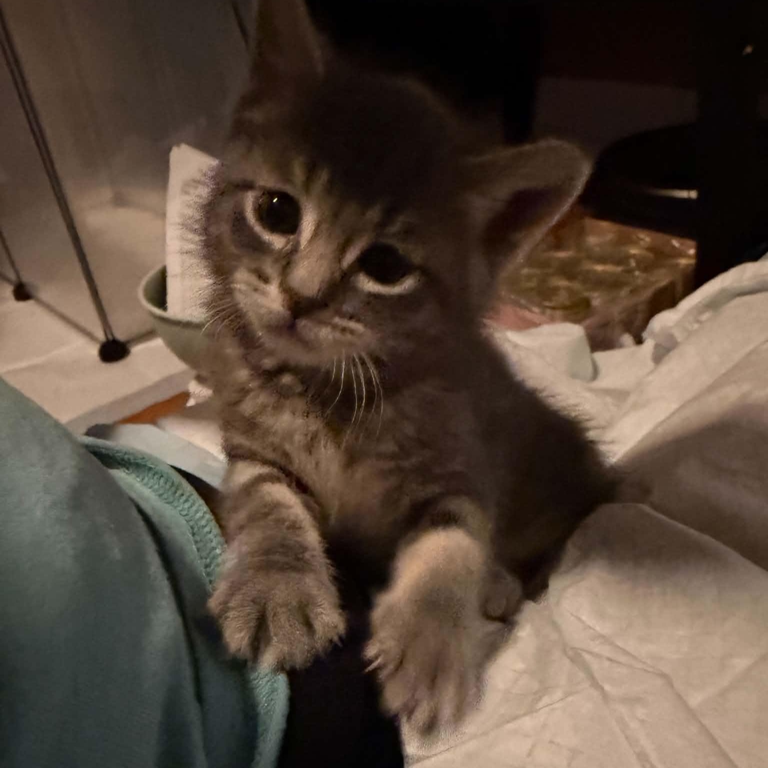 Gritts, a Adoptable Domestic Short Hair in Port Washington, WI image 5/5