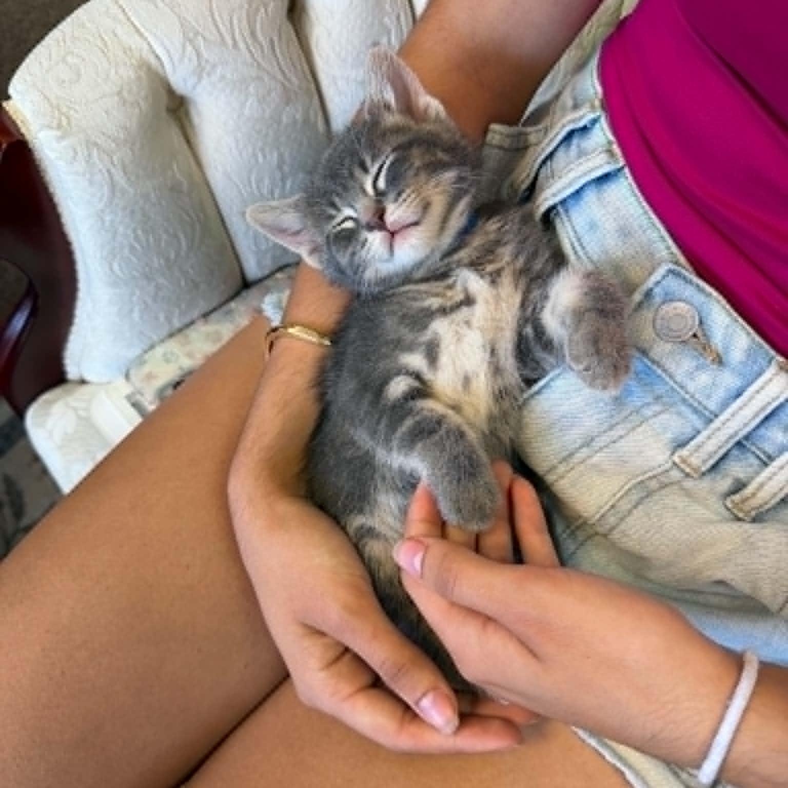 Gritts, a Adoptable Domestic Short Hair in Port Washington, WI image 2/5