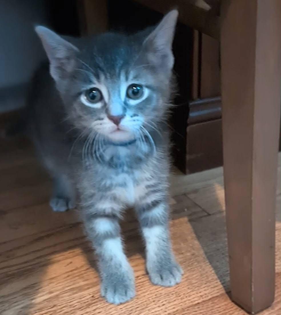 Gritts, a Adoptable Domestic Short Hair in Port Washington, WI image 3/5