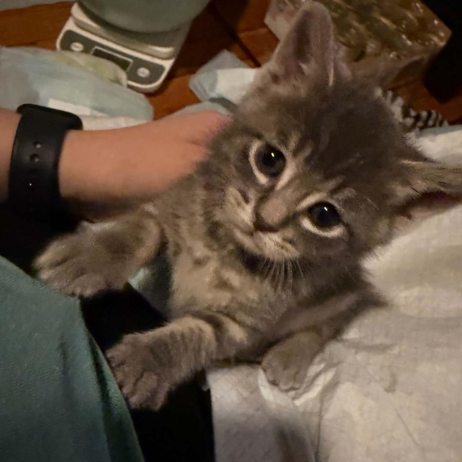 Gritts, a Adoptable Domestic Short Hair in Port Washington, WI image 4/5
