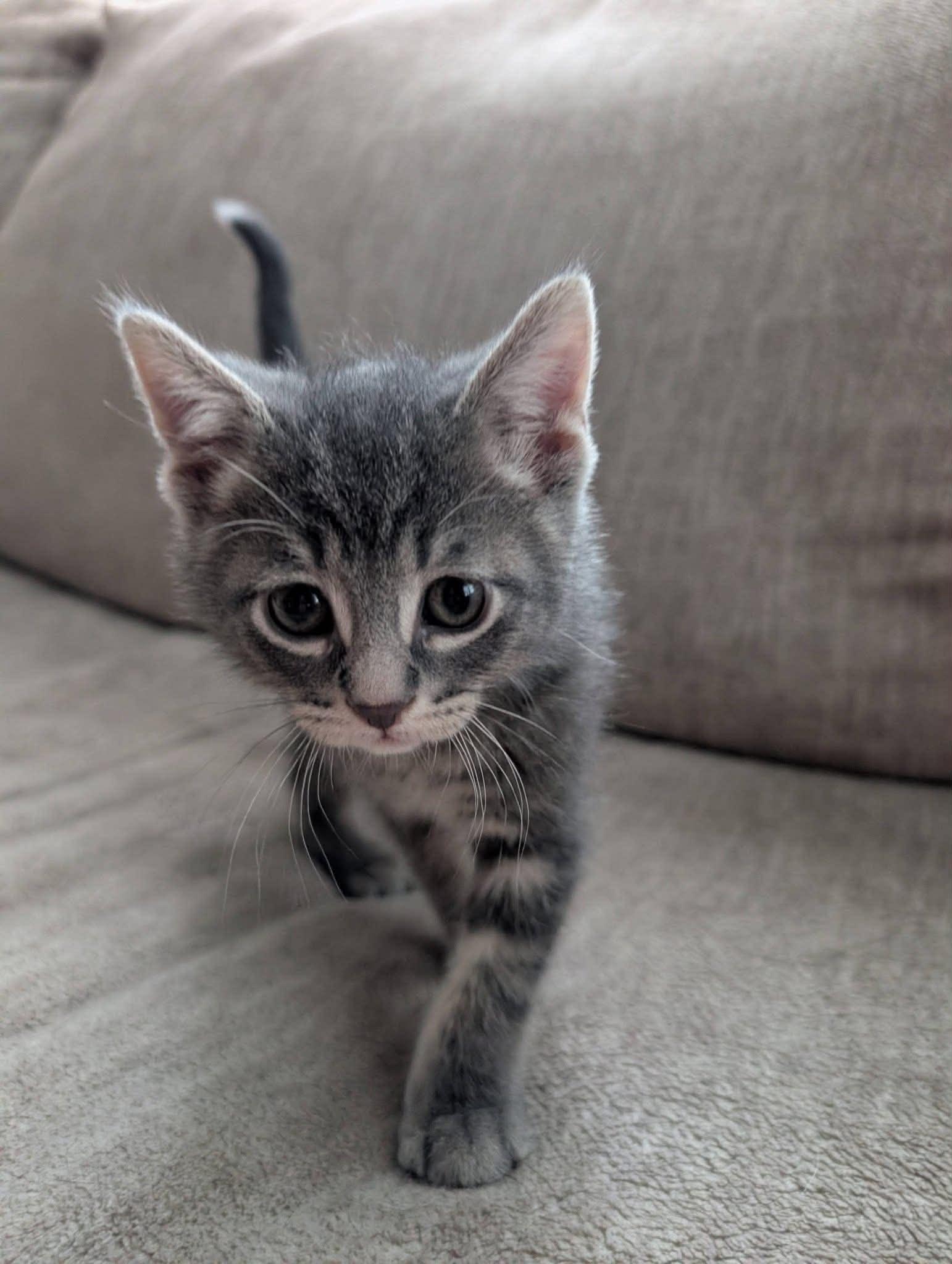 Gritts, a Adoptable Domestic Short Hair in Port Washington, WI image 1/5