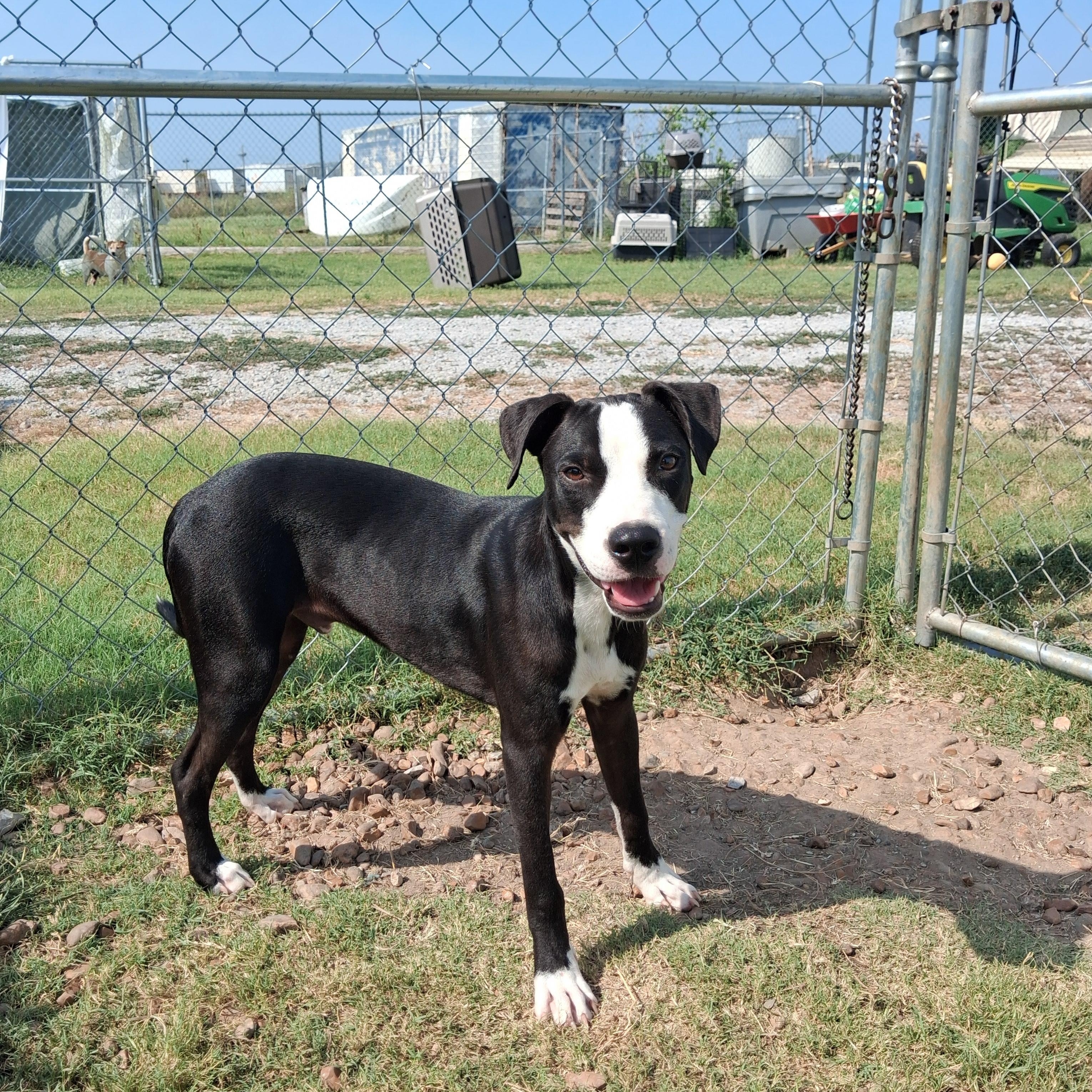 Lucky, a ADOPTABLE mixed breed in Newport, AR image 1/3