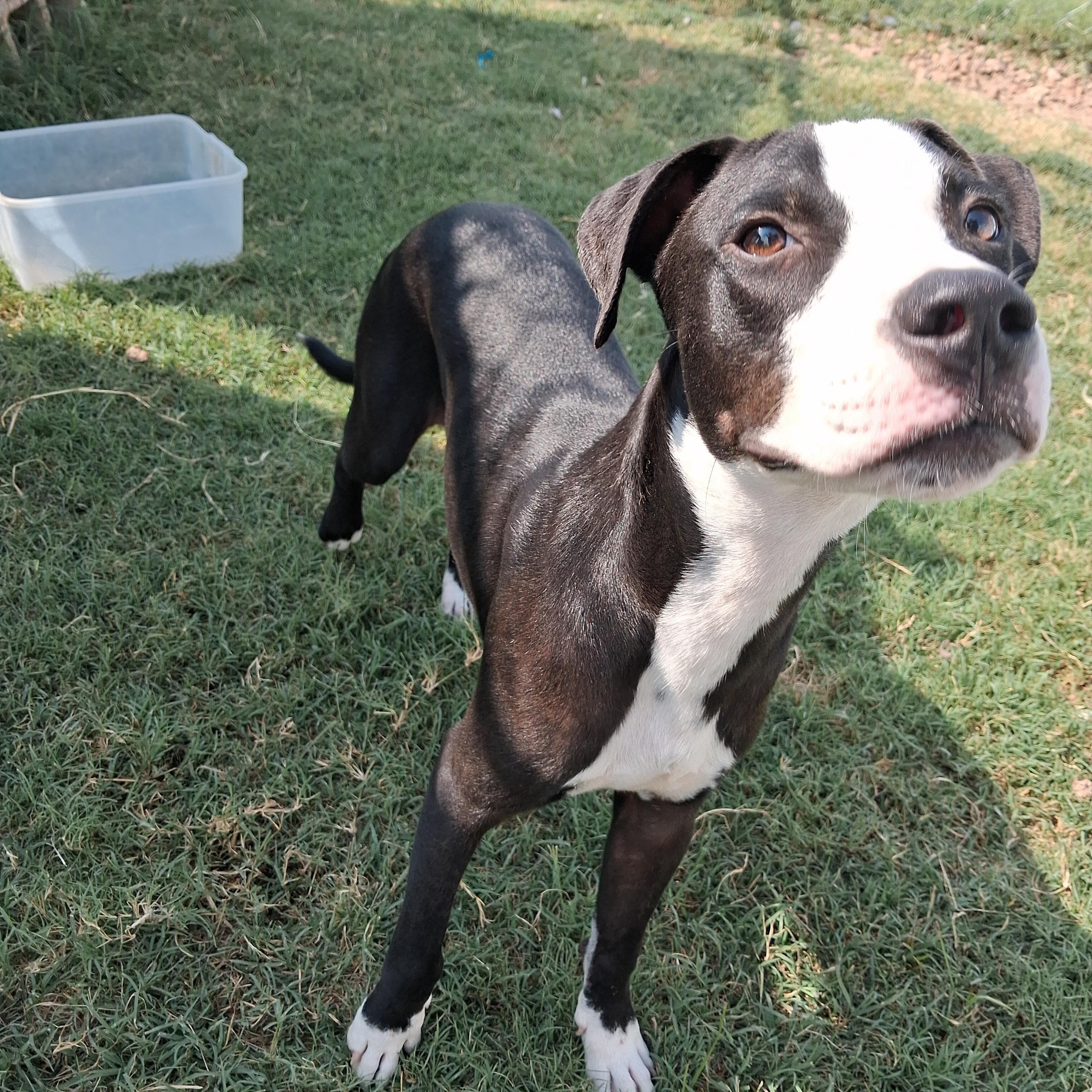 Lucky, a ADOPTABLE mixed breed in Newport, AR image 3/3