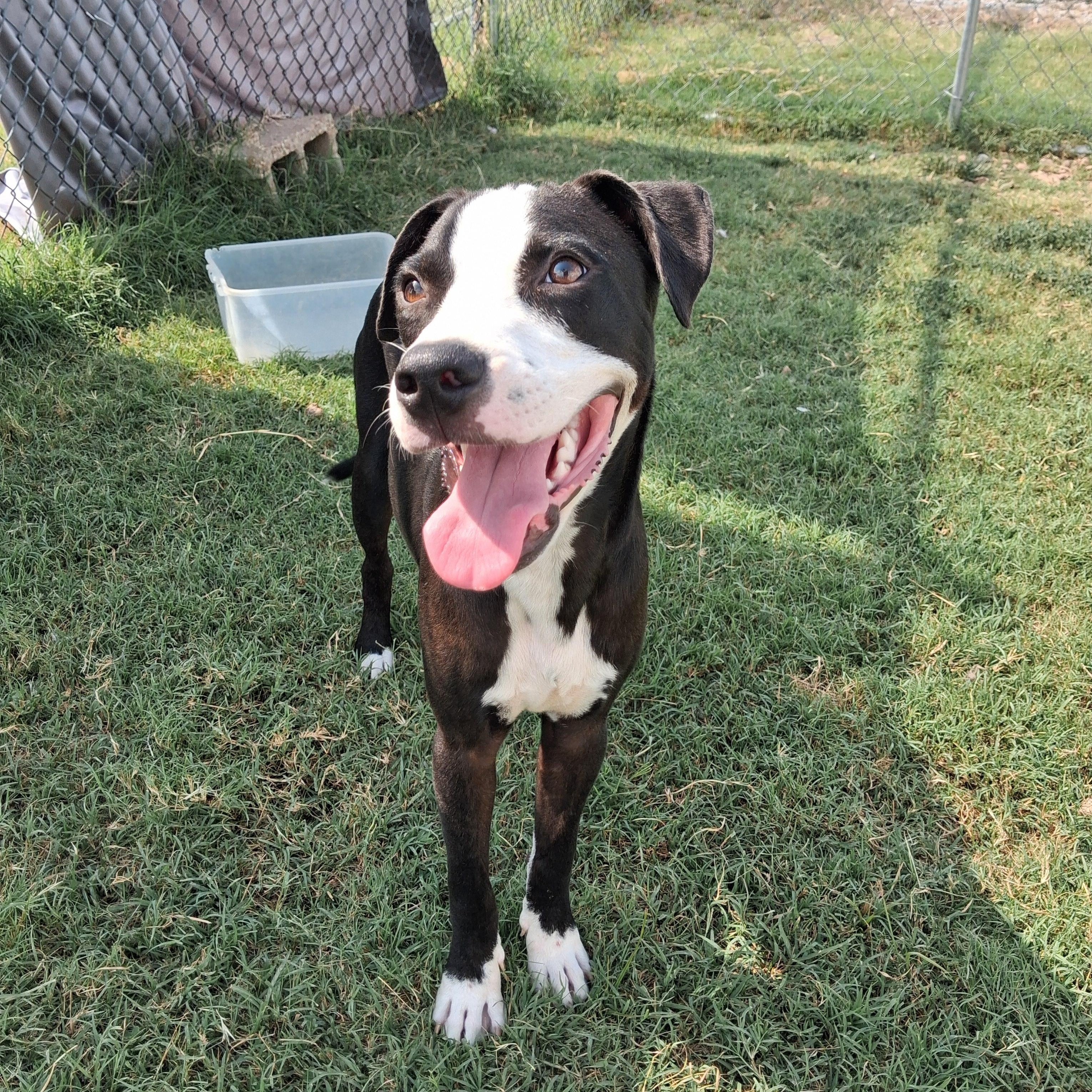 Lucky, a ADOPTABLE mixed breed in Newport, AR image 2/3