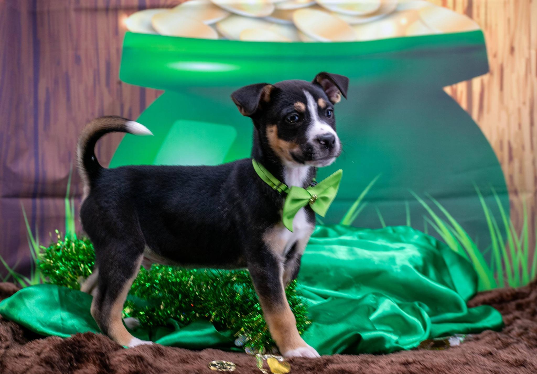 Jamison, a ADOPTABLE Australian Shepherd in Sevierville, TN image 3/4