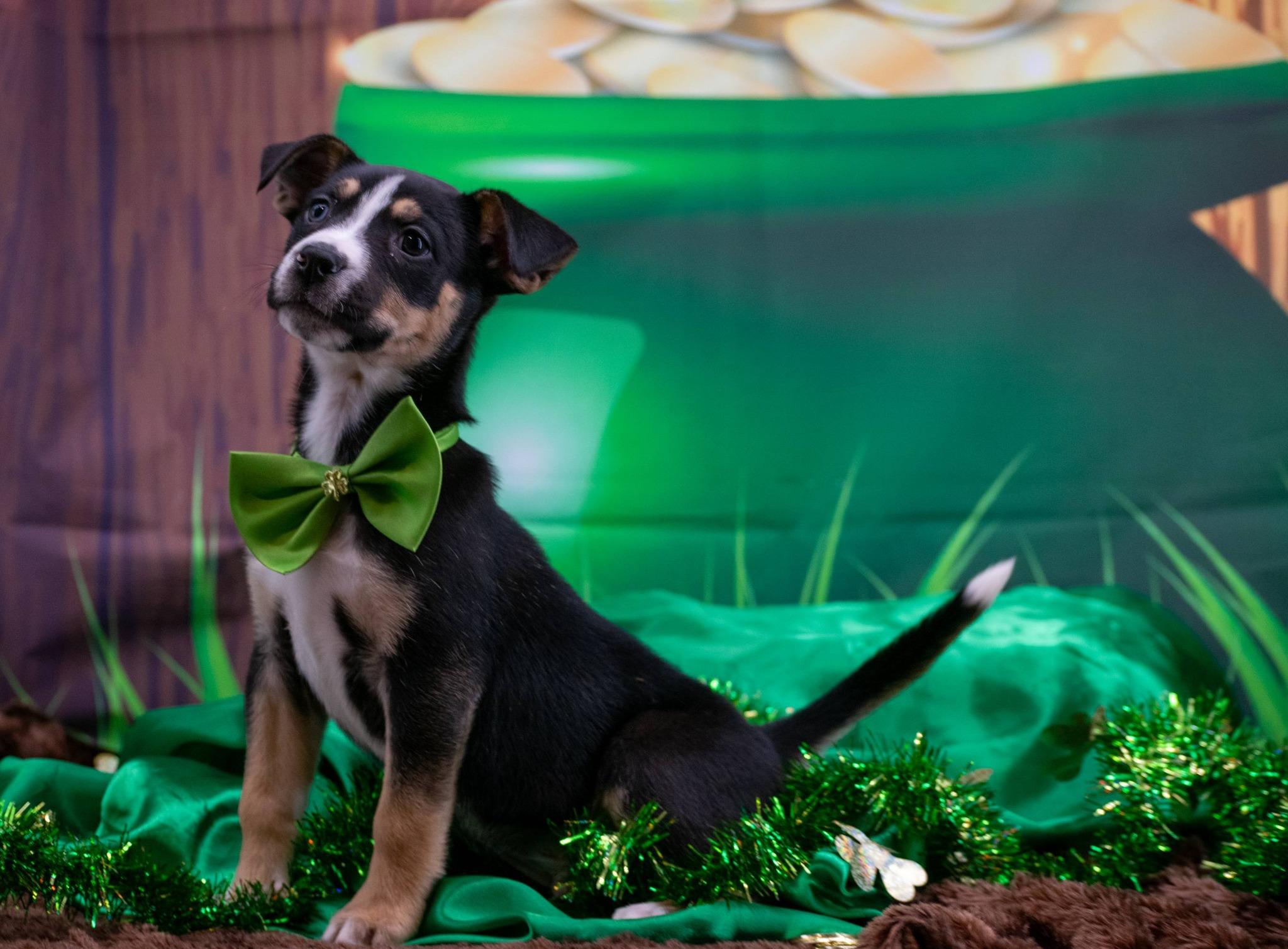 Jamison, a ADOPTABLE Australian Shepherd in Sevierville, TN image 4/4
