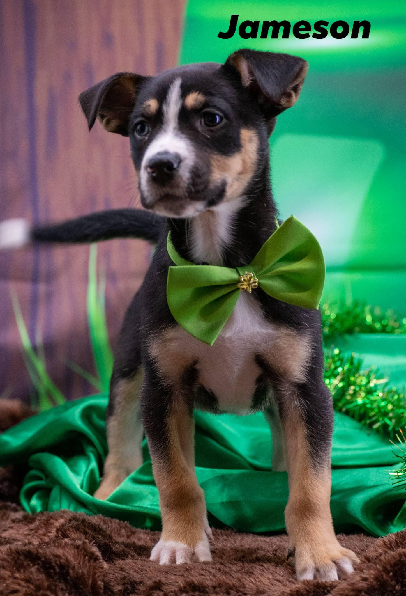 Jamison, ADOPTABLE, Puppy Male Australian Shepherd.