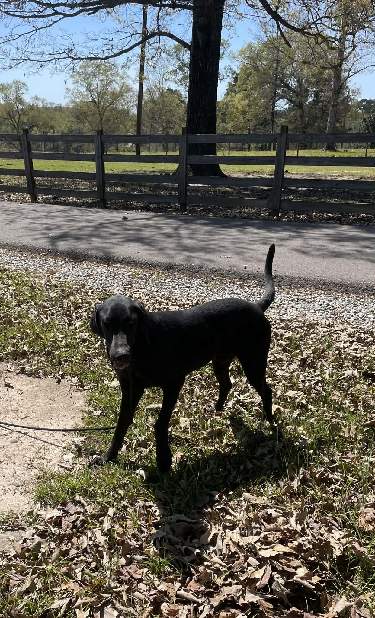 Enlarge Bentley, a ADOPTABLE Black Labrador Retriever in Bethpage, NY image 3/5