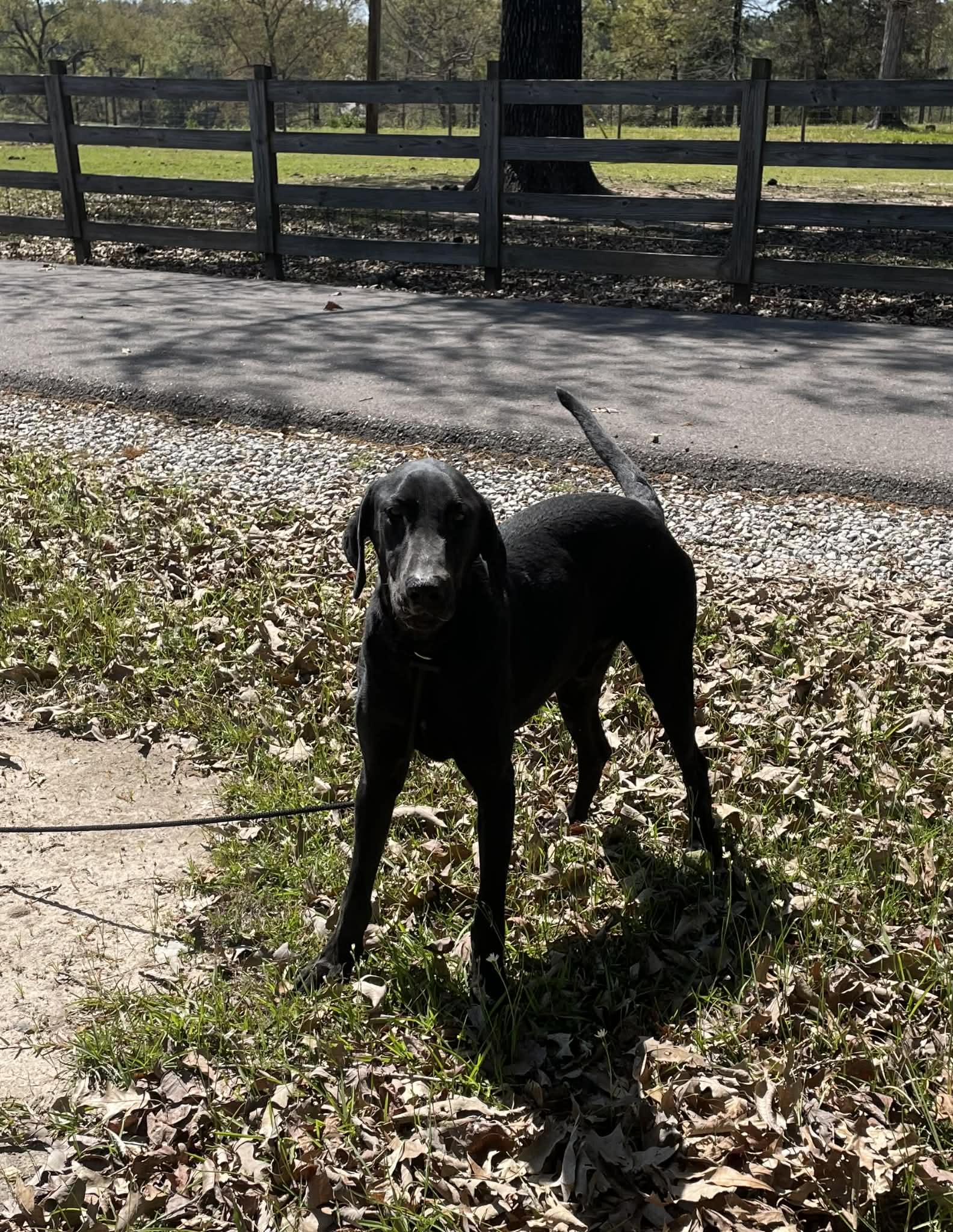 Enlarge Bentley, a ADOPTABLE Black Labrador Retriever in Bethpage, NY image 2/5