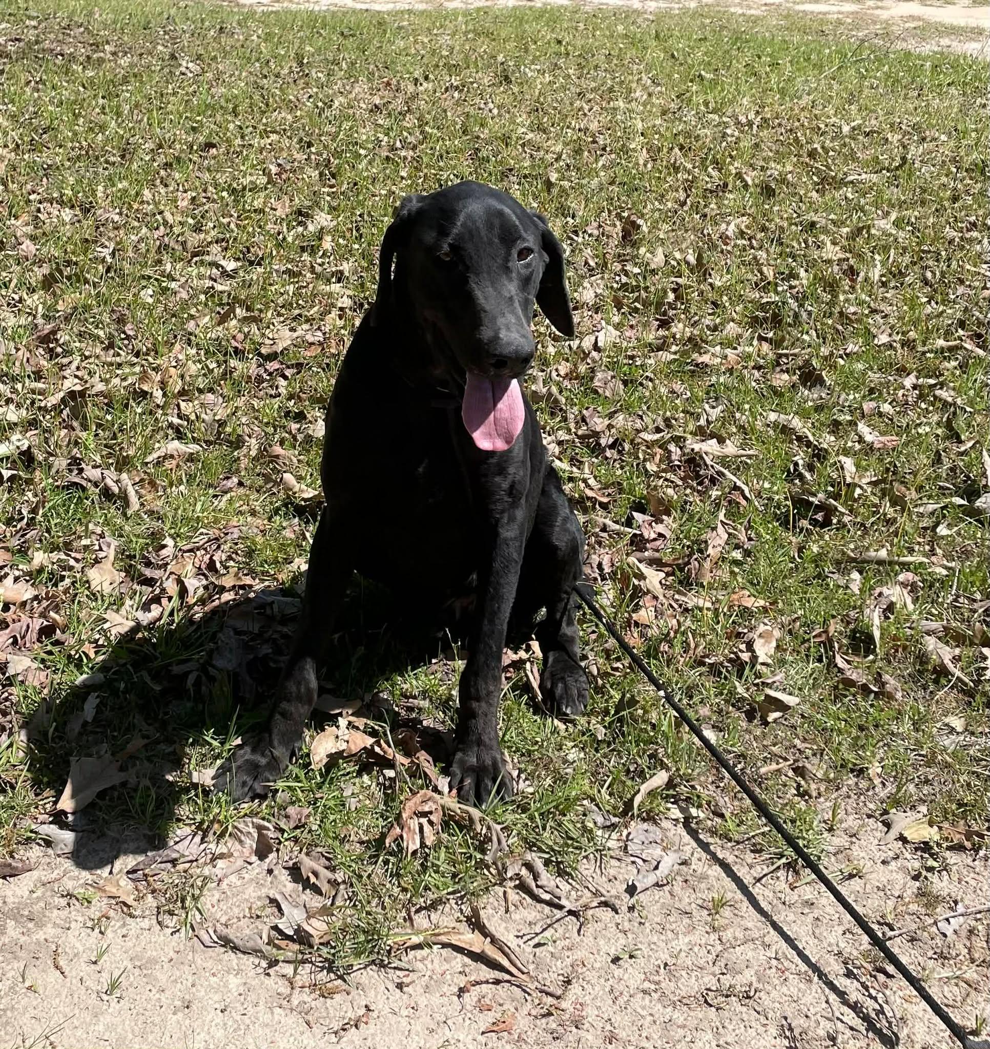 Enlarge Bentley, a ADOPTABLE Black Labrador Retriever in Bethpage, NY image 4/5