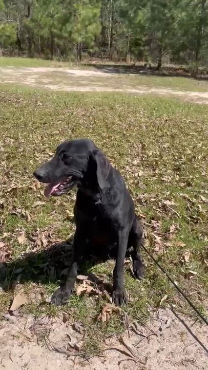 Enlarge Bentley, a ADOPTABLE Black Labrador Retriever in Bethpage, NY video 5/5