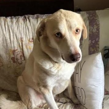 Biscuit, Young Male unknown
