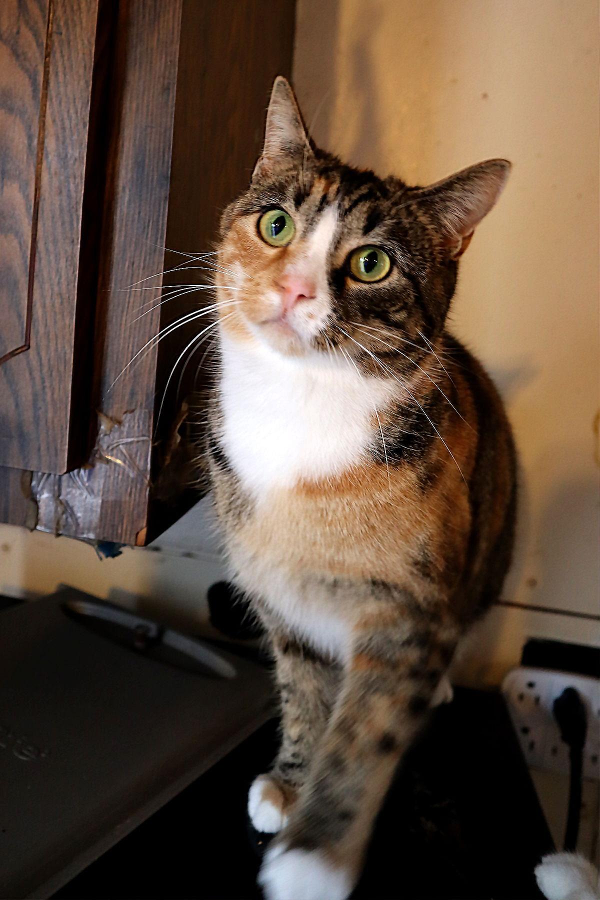 Calicos - Suzannah — thumbnail 2