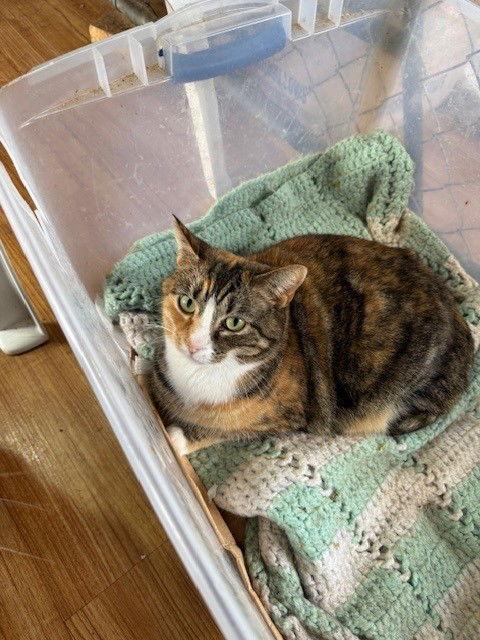 Calicos - Suzannah — thumbnail 3