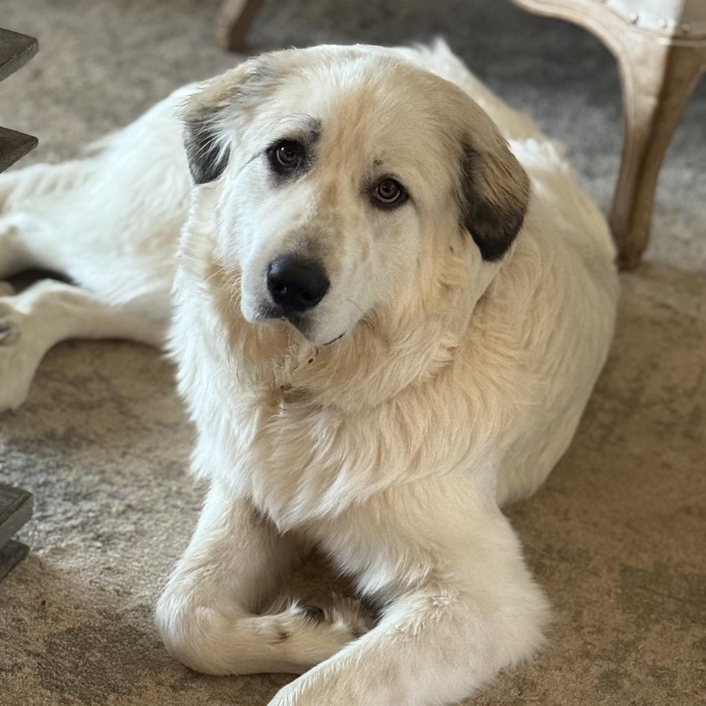 Tobi, Adoptable, Adult Female Great Pyrenees.
