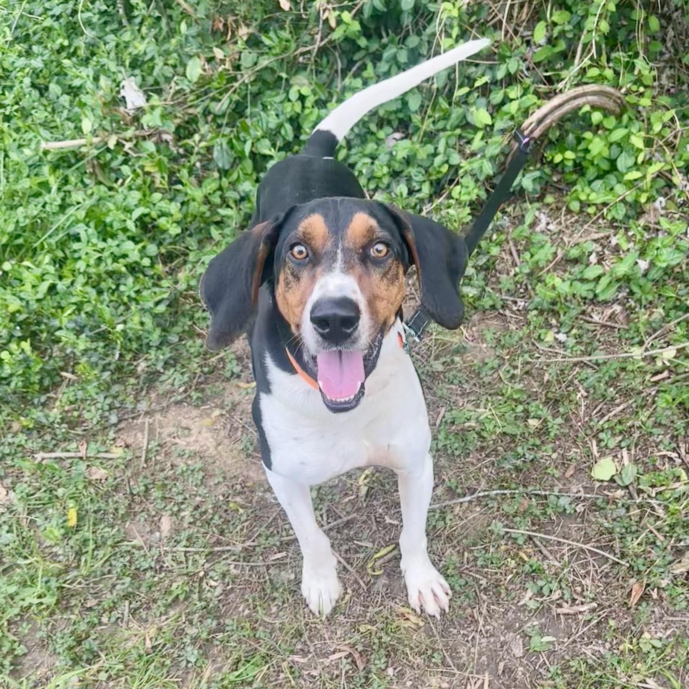 Elvis, Adoptable, Young Male Hound.