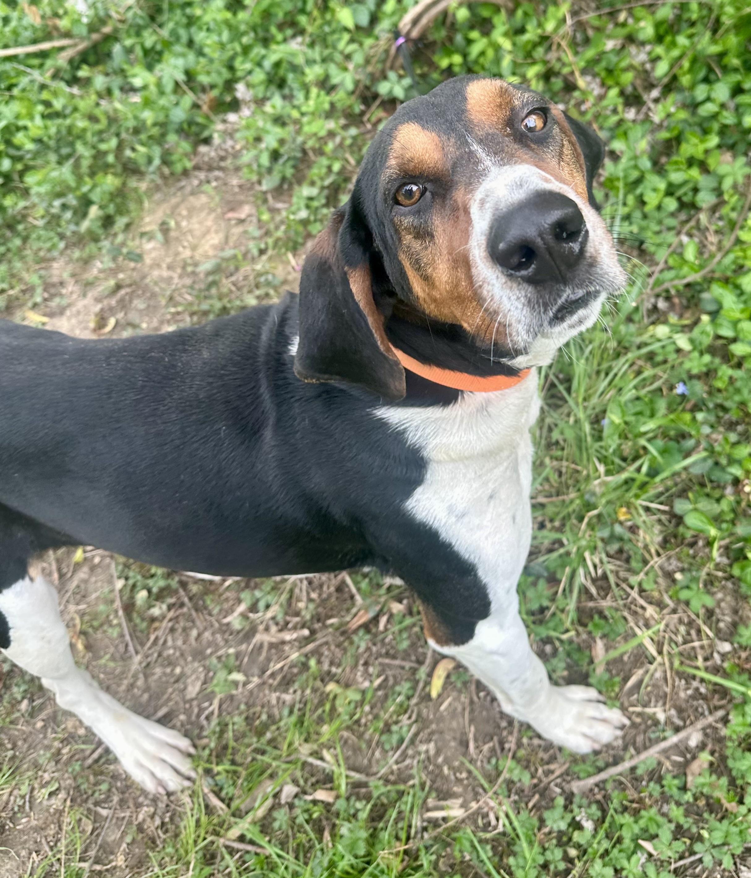 Enlarge Elvis, a Adoptable mixed breed in Maysville, KY image 3/6