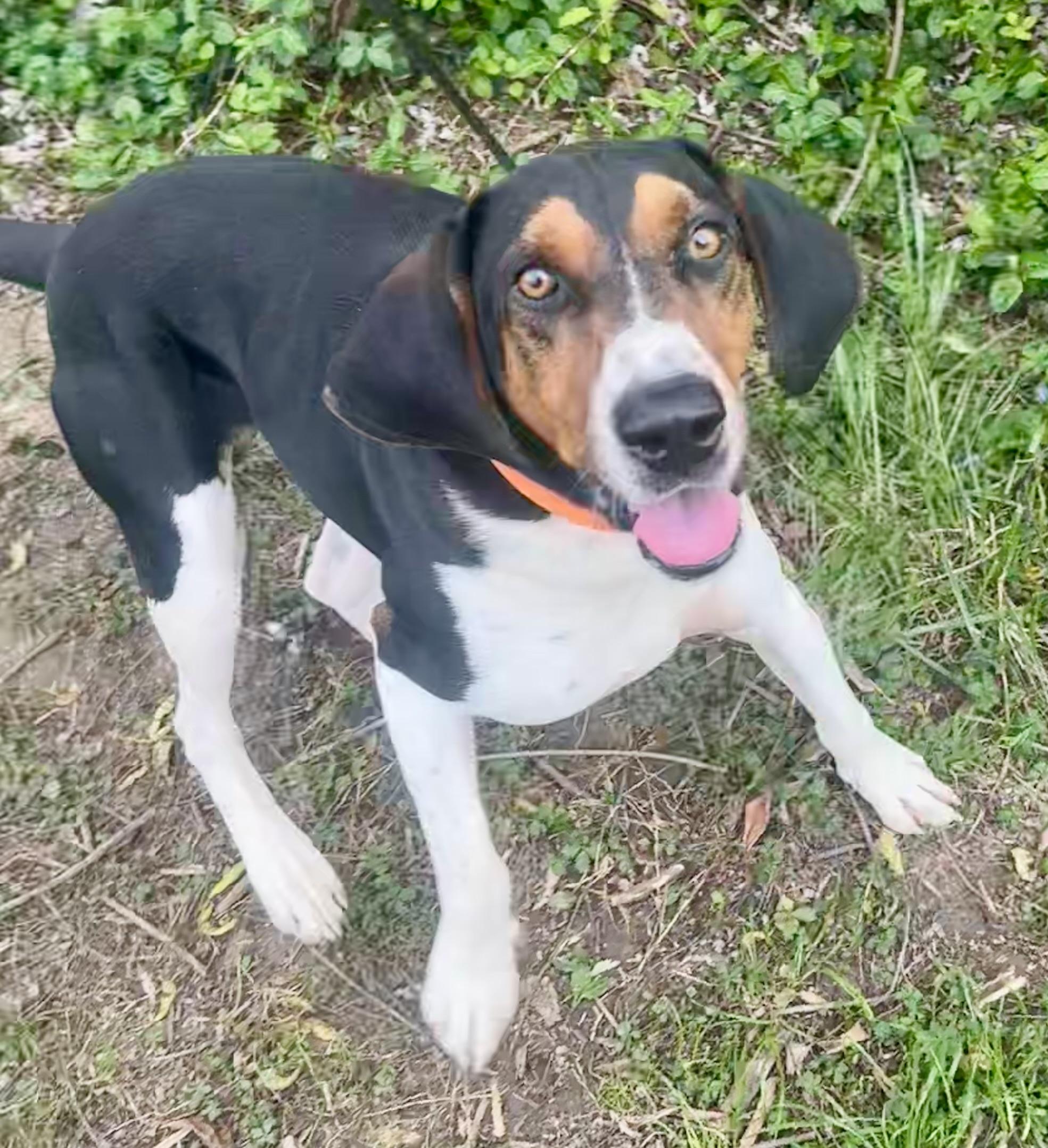 Enlarge Elvis, a Adoptable mixed breed in Maysville, KY image 5/6