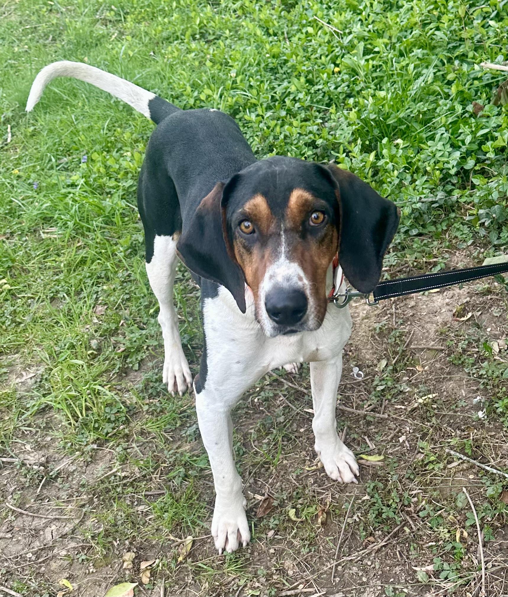 Enlarge Elvis, a Adoptable mixed breed in Maysville, KY image 4/6