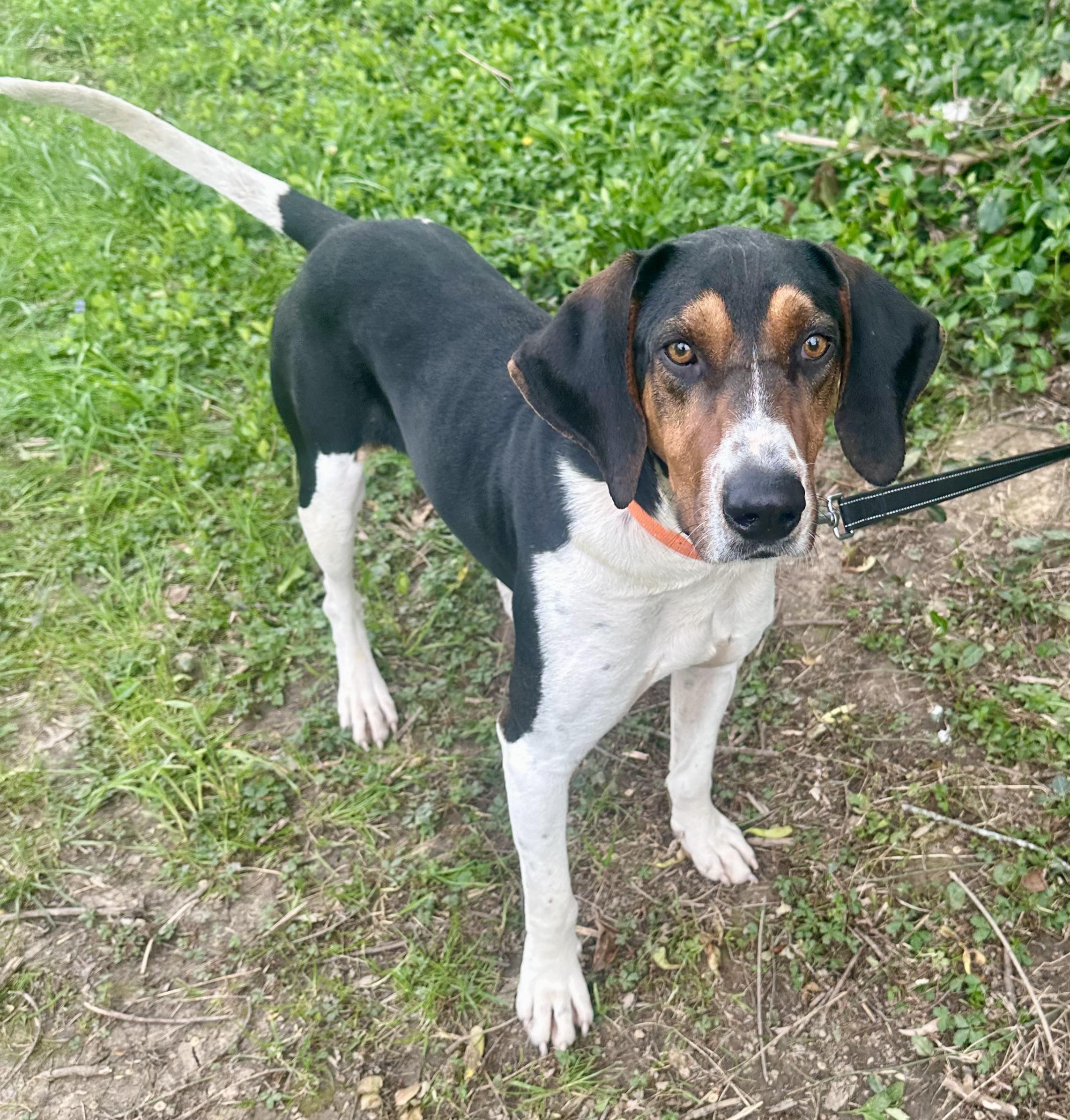 Enlarge Elvis, a Adoptable mixed breed in Maysville, KY image 6/6