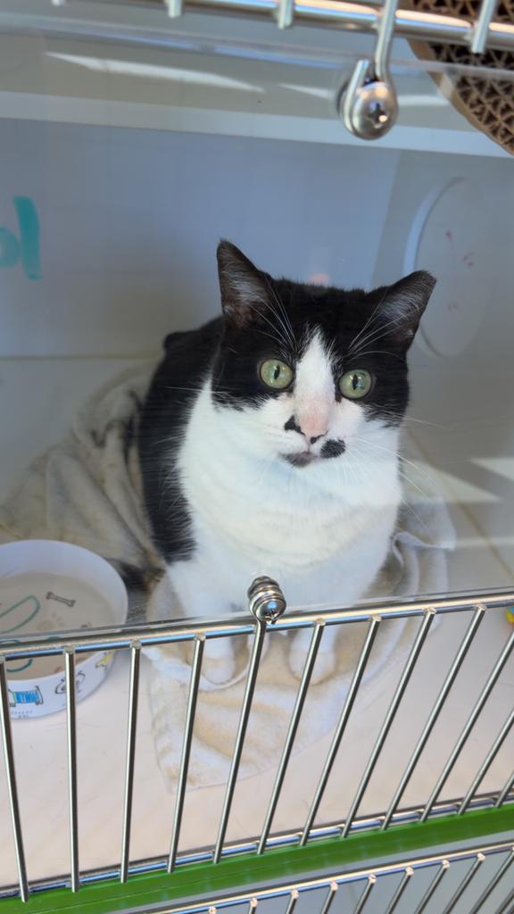 Lilly, Adoptable, Adult Female American Shorthair.