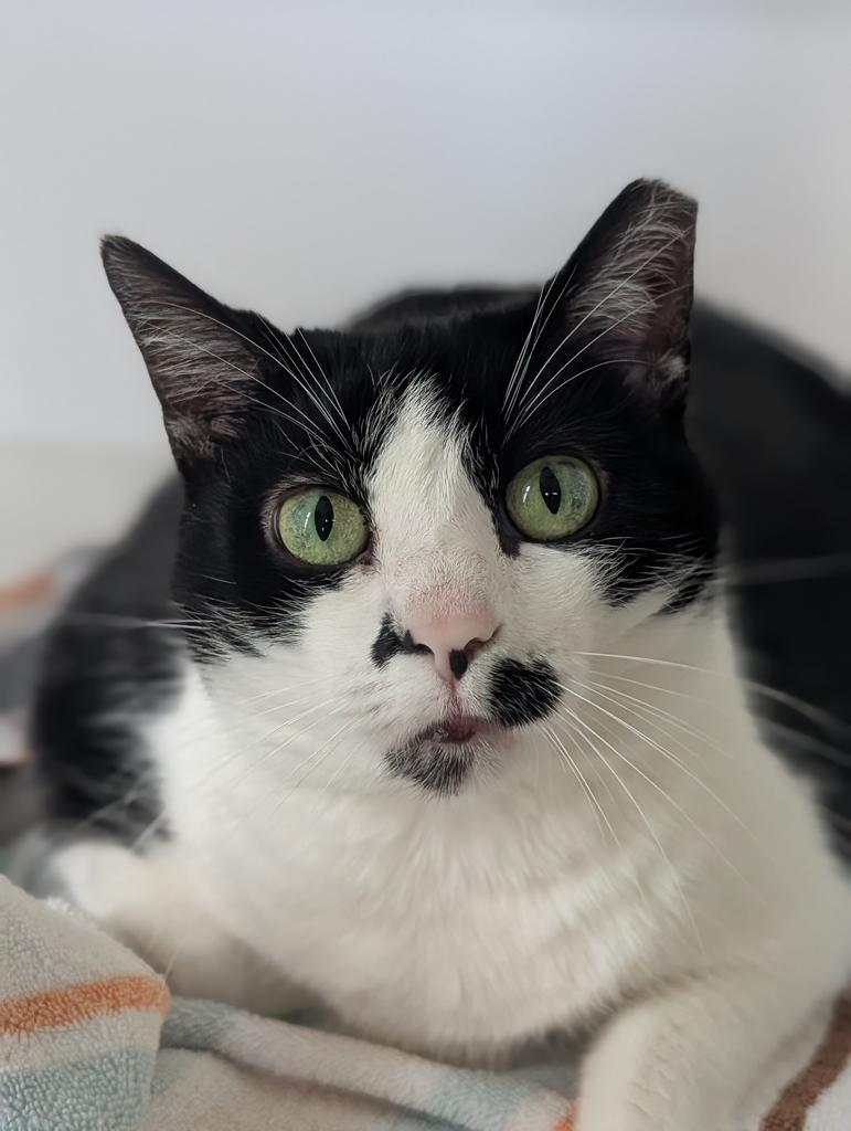 Lilly, a Adoptable American Shorthair in Greenfield, IN image 2/5