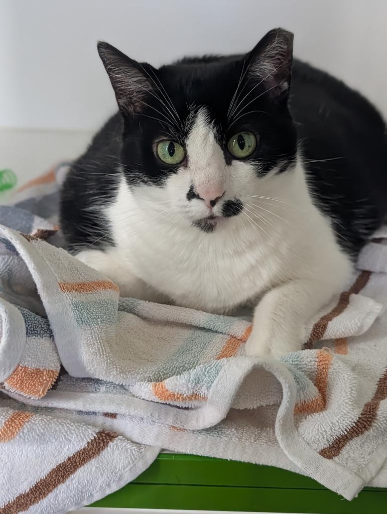 Lilly, a Adoptable American Shorthair in Greenfield, IN image 3/5