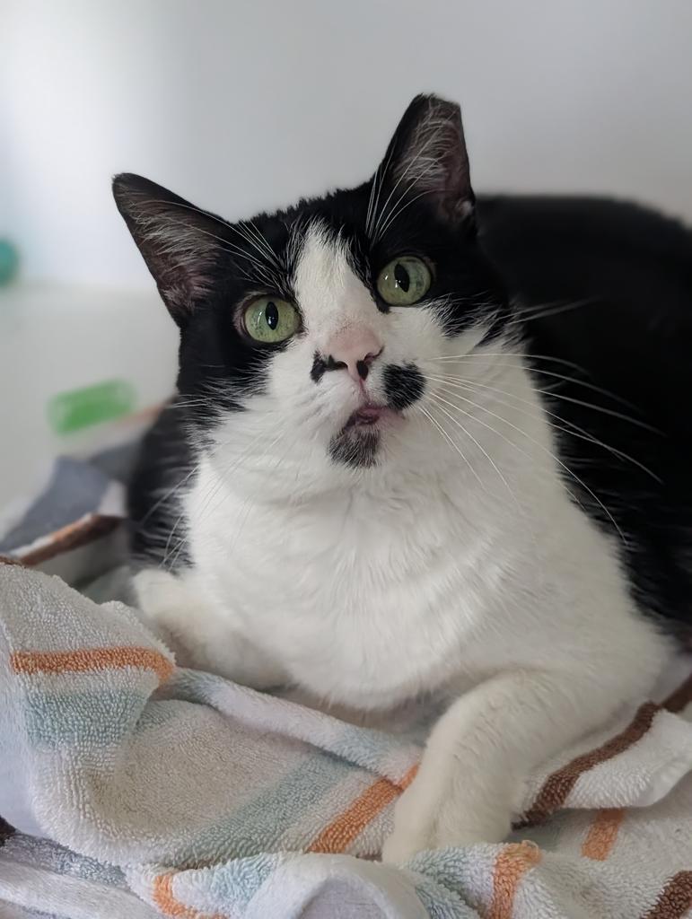 Lilly, a Adoptable American Shorthair in Greenfield, IN image 4/5