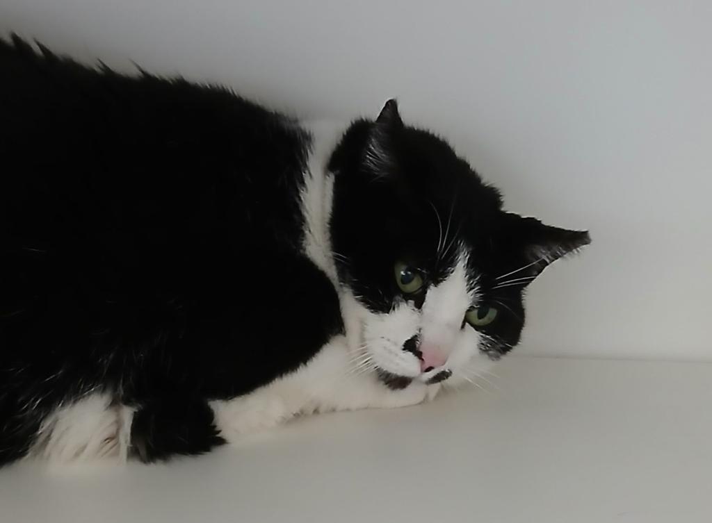 Lilly, Adoptable, Adult Female American Shorthair.