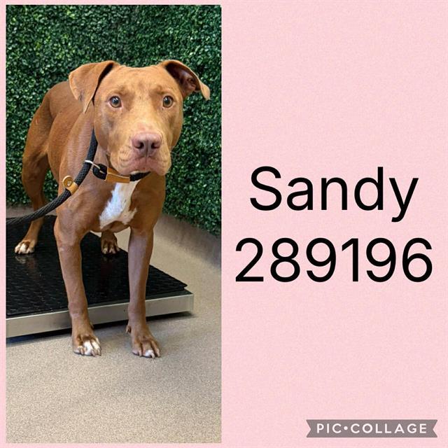 Enlarge SANDY, a Adoptable mixed breed in Macon, GA image 1/1