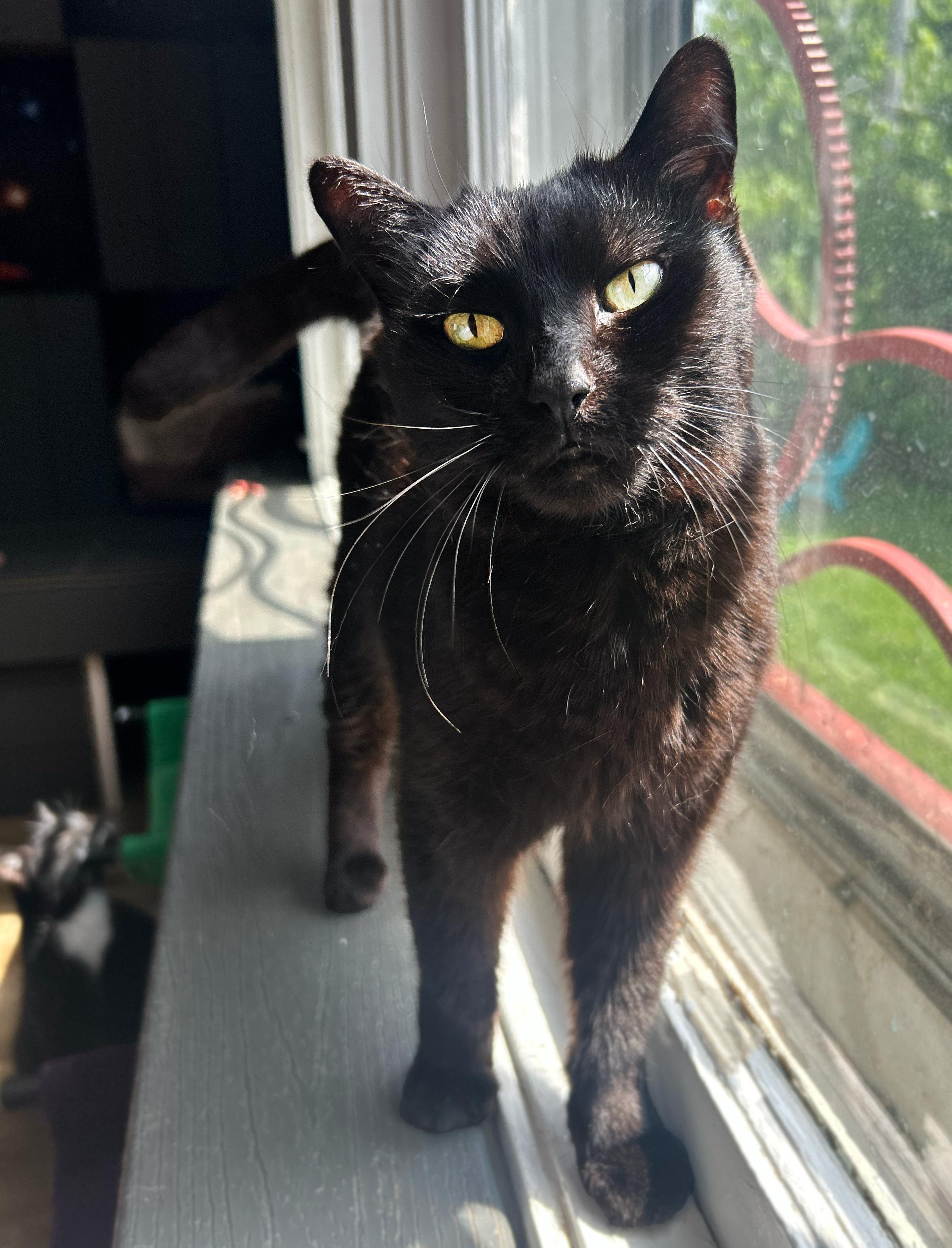 Melora, Adult Female Domestic Short Hair
