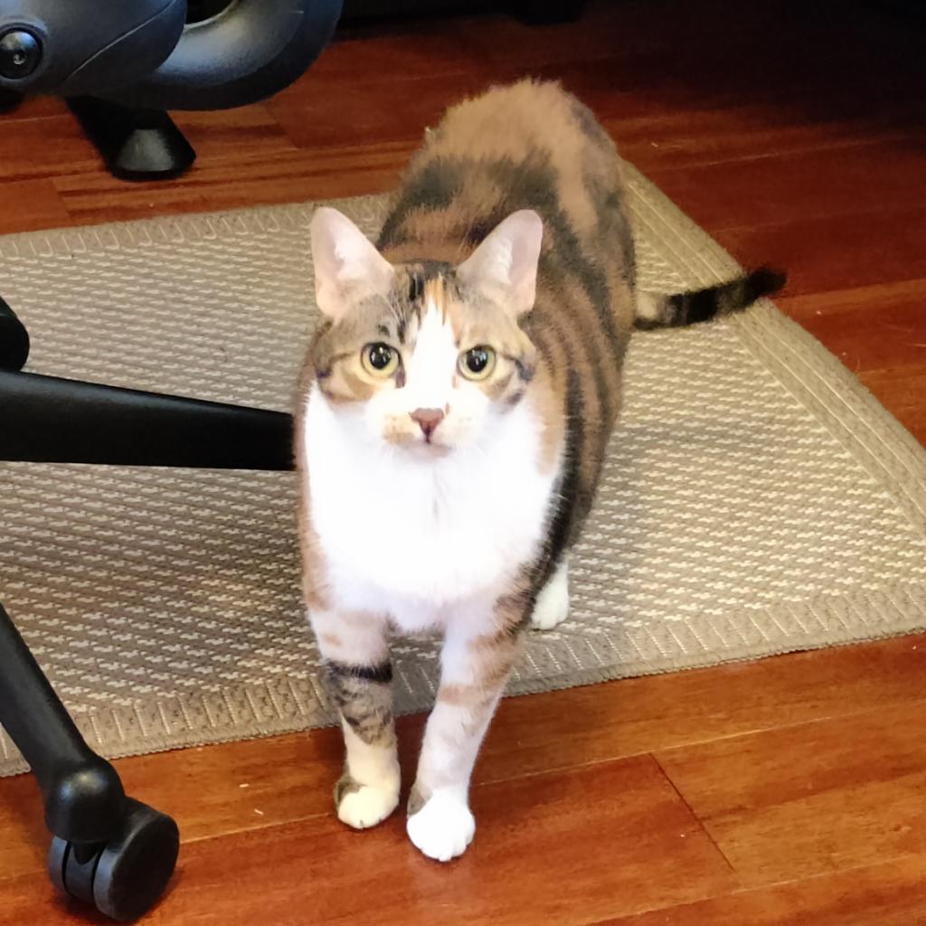 Enlarge Hanna, a Adoptable Domestic Short Hair in Houston, TX image 1/1