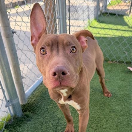 Enlarge SCRAPPY, a Adoptable Mixed Breed in Columbia, SC image 1/1