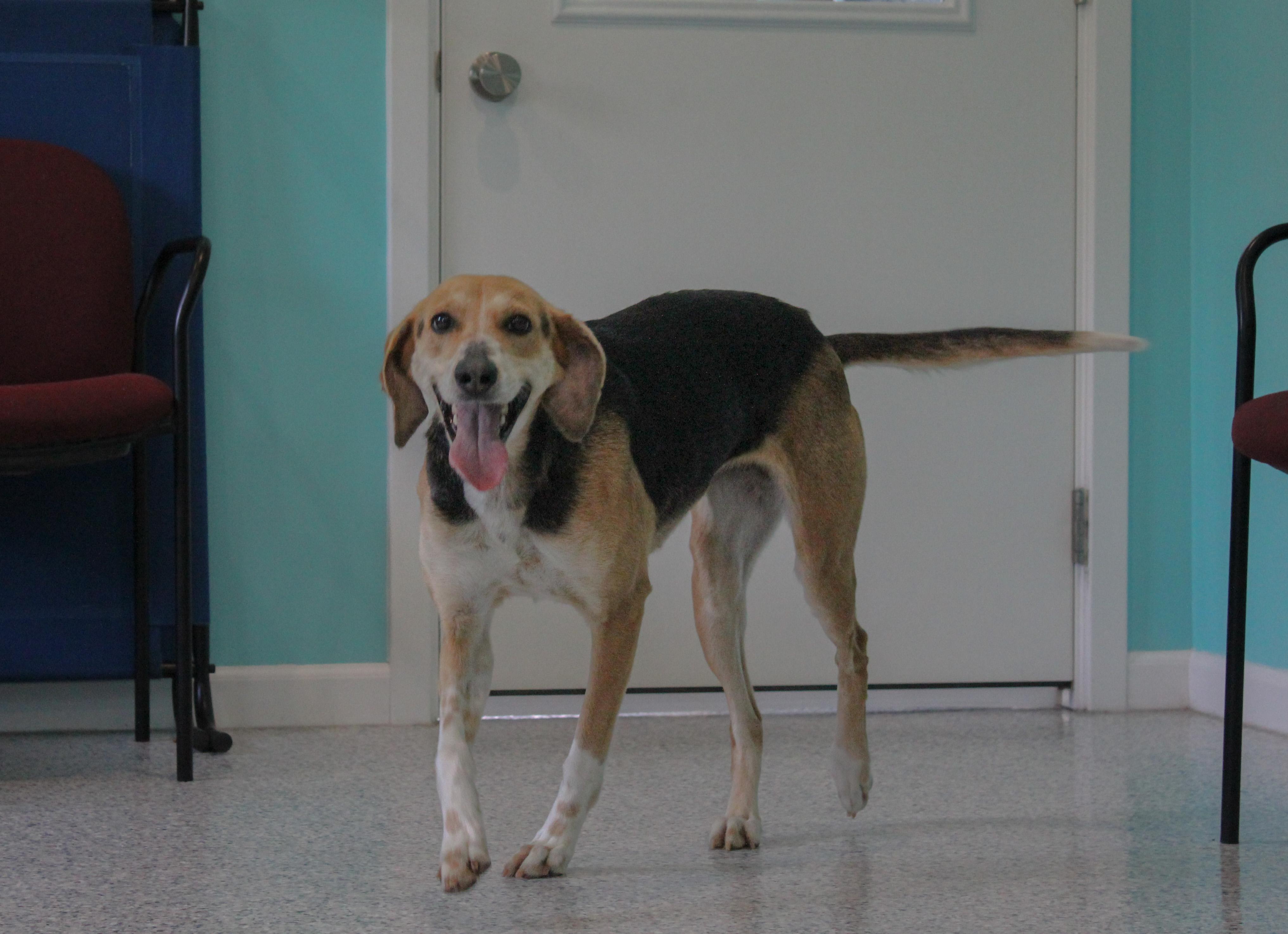 Noodle, a ADOPTABLE mixed breed in Hutchinson, MN image 2/3