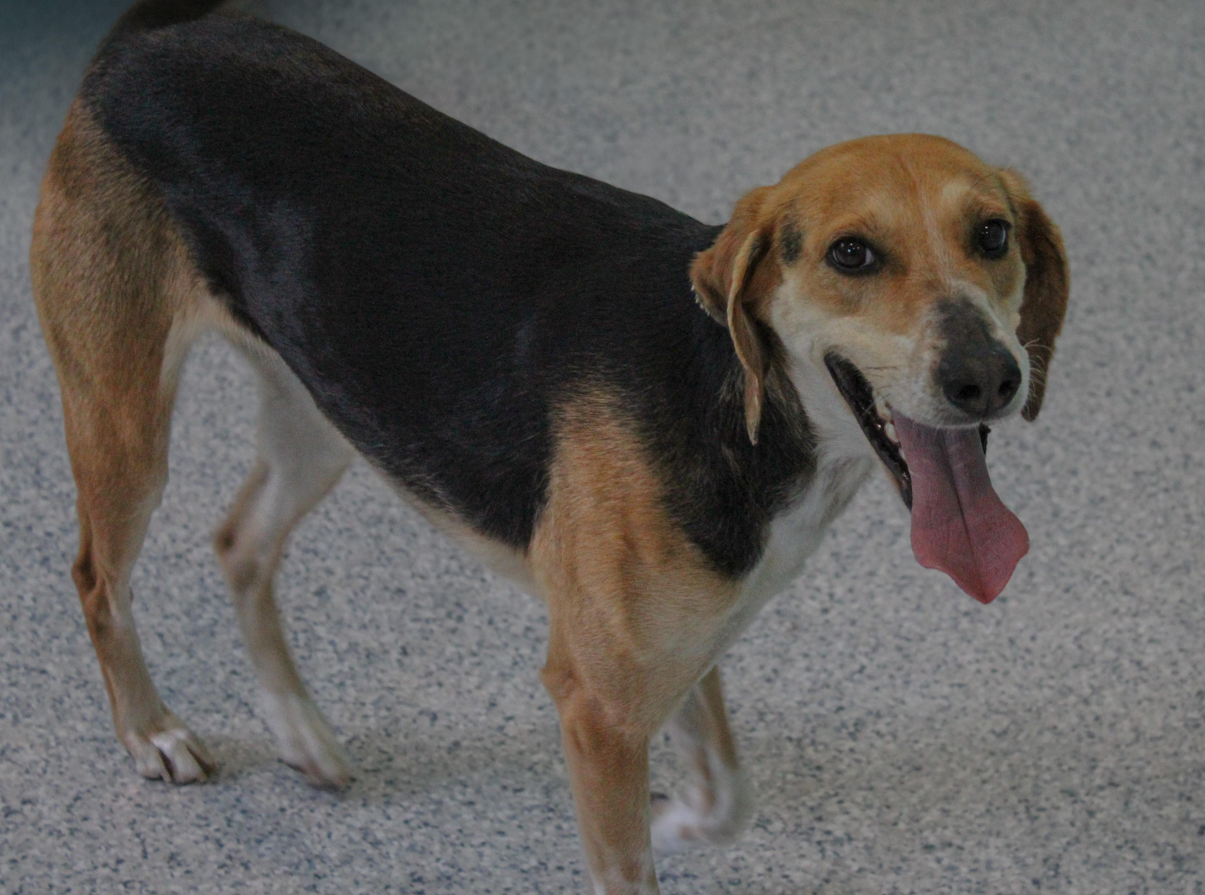 Noodle, a ADOPTABLE mixed breed in Hutchinson, MN image 3/3