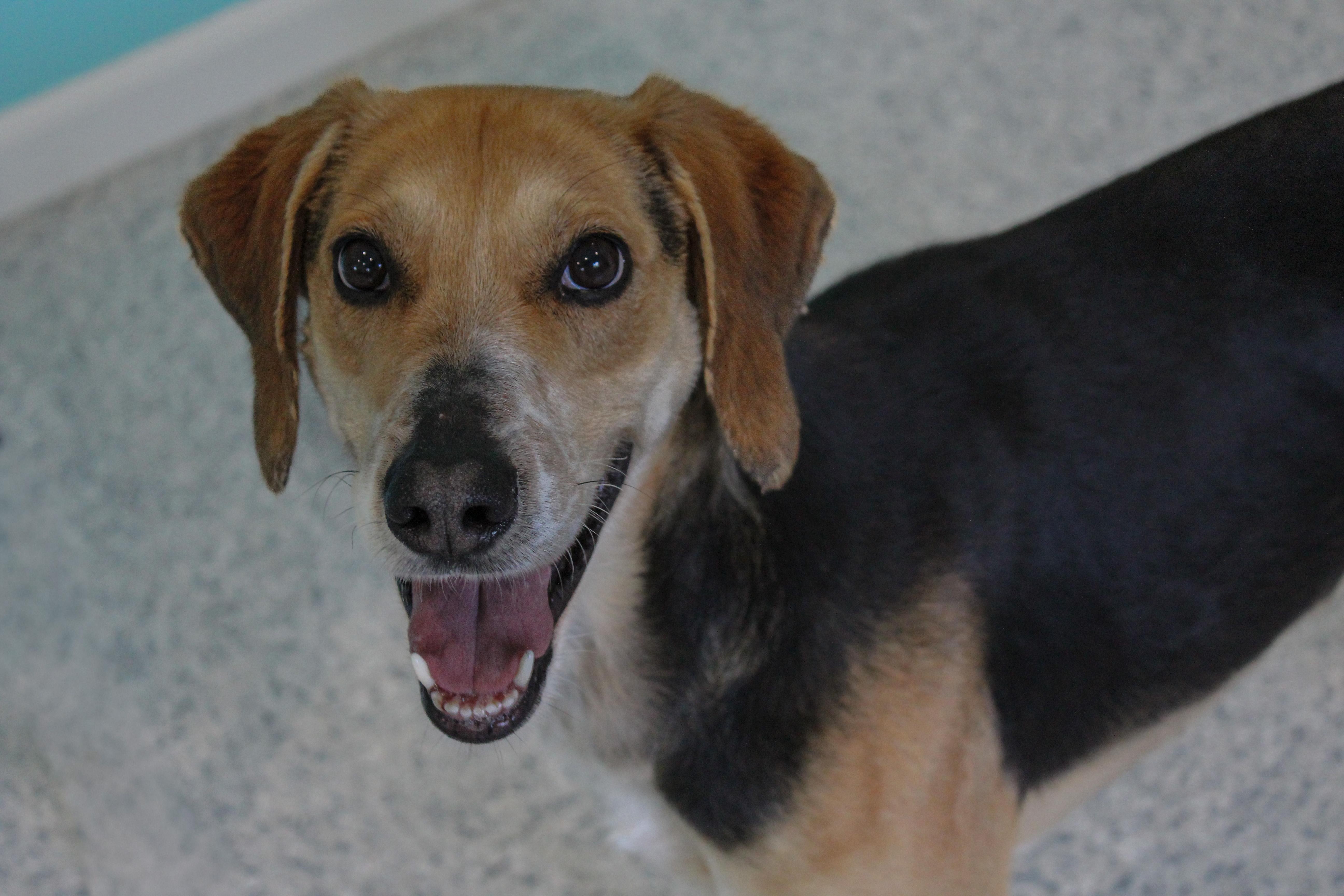 Noodle, a ADOPTABLE mixed breed in Hutchinson, MN image 1/3
