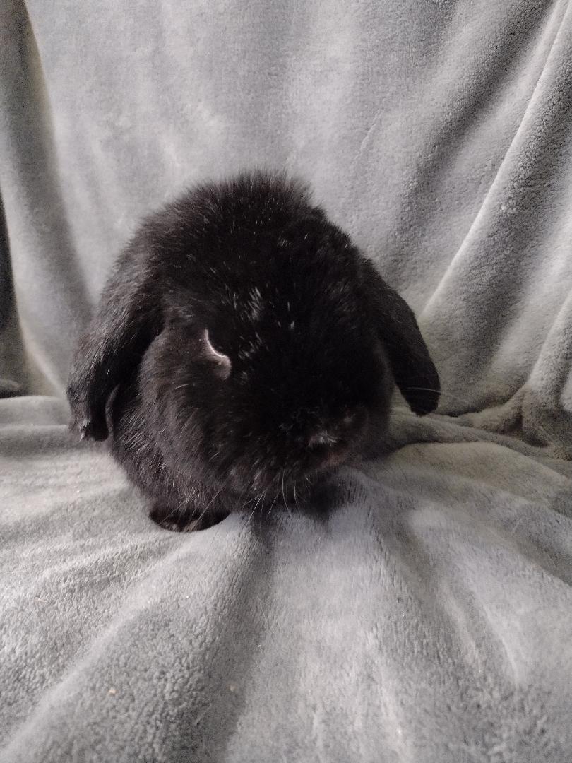 Enlarge Felix, a Adoptable Holland Lop in Plymouth, MI image 2/6