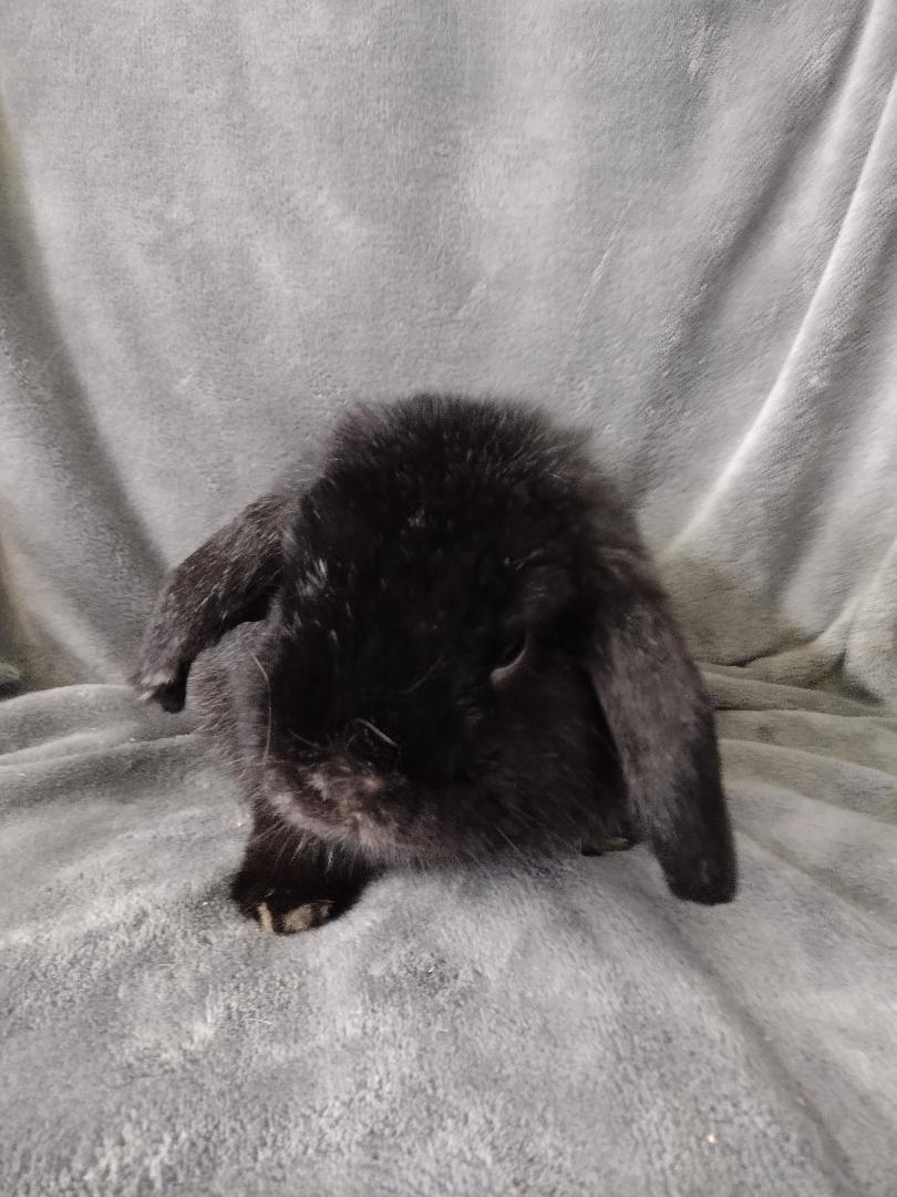 Enlarge Felix, a Adoptable Holland Lop in Plymouth, MI image 6/6