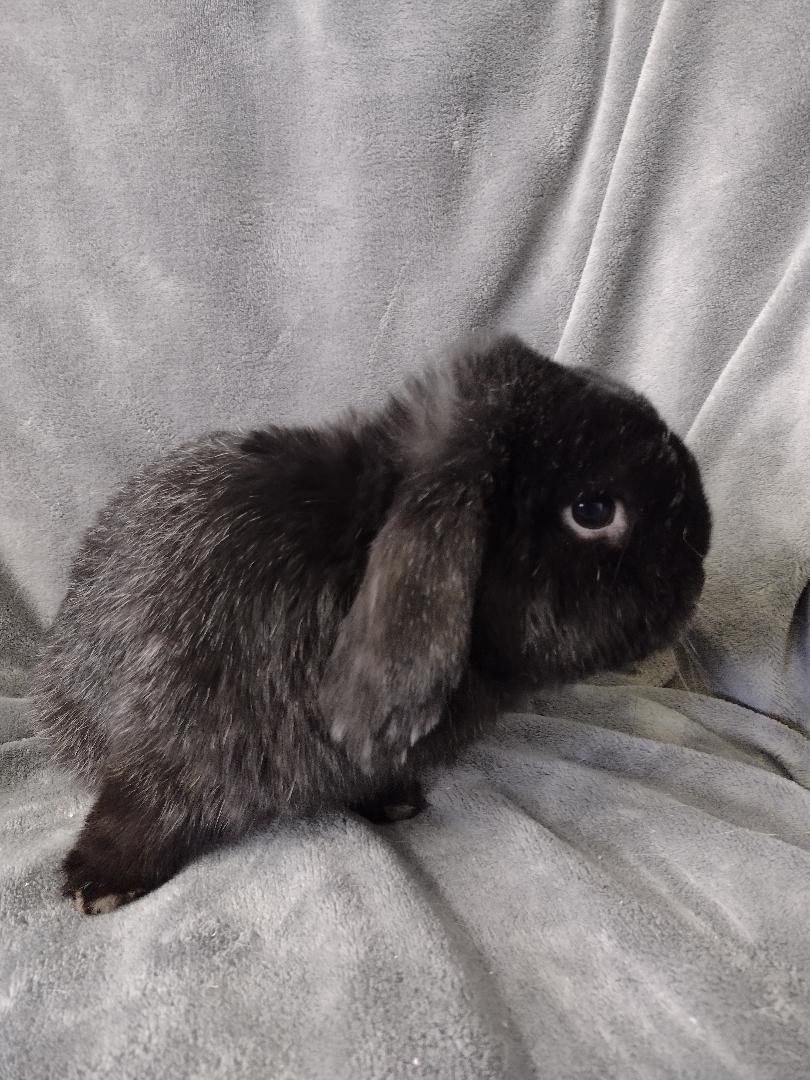 Enlarge Felix, a Adoptable Holland Lop in Plymouth, MI image 5/6