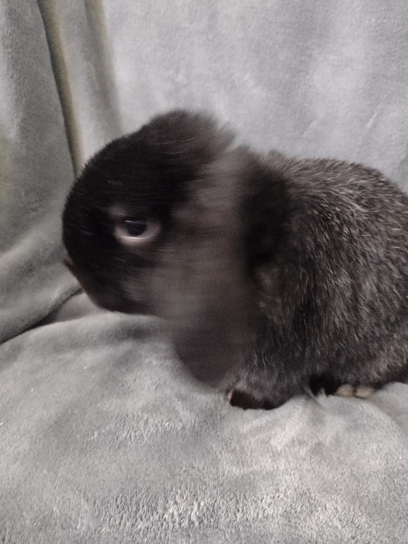 Felix photo
