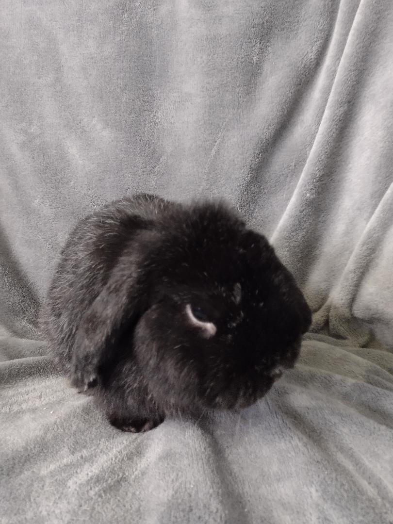 Enlarge Felix, a Adoptable Holland Lop in Plymouth, MI image 3/6