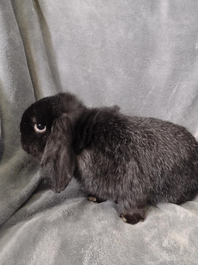 Enlarge Felix, a Adoptable Holland Lop in Plymouth, MI image 4/6